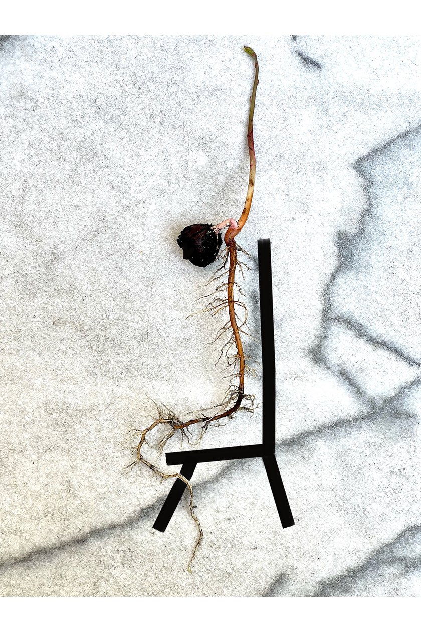 AcornSpine (grafika cyfrowa) autorstwa Evan Sklar