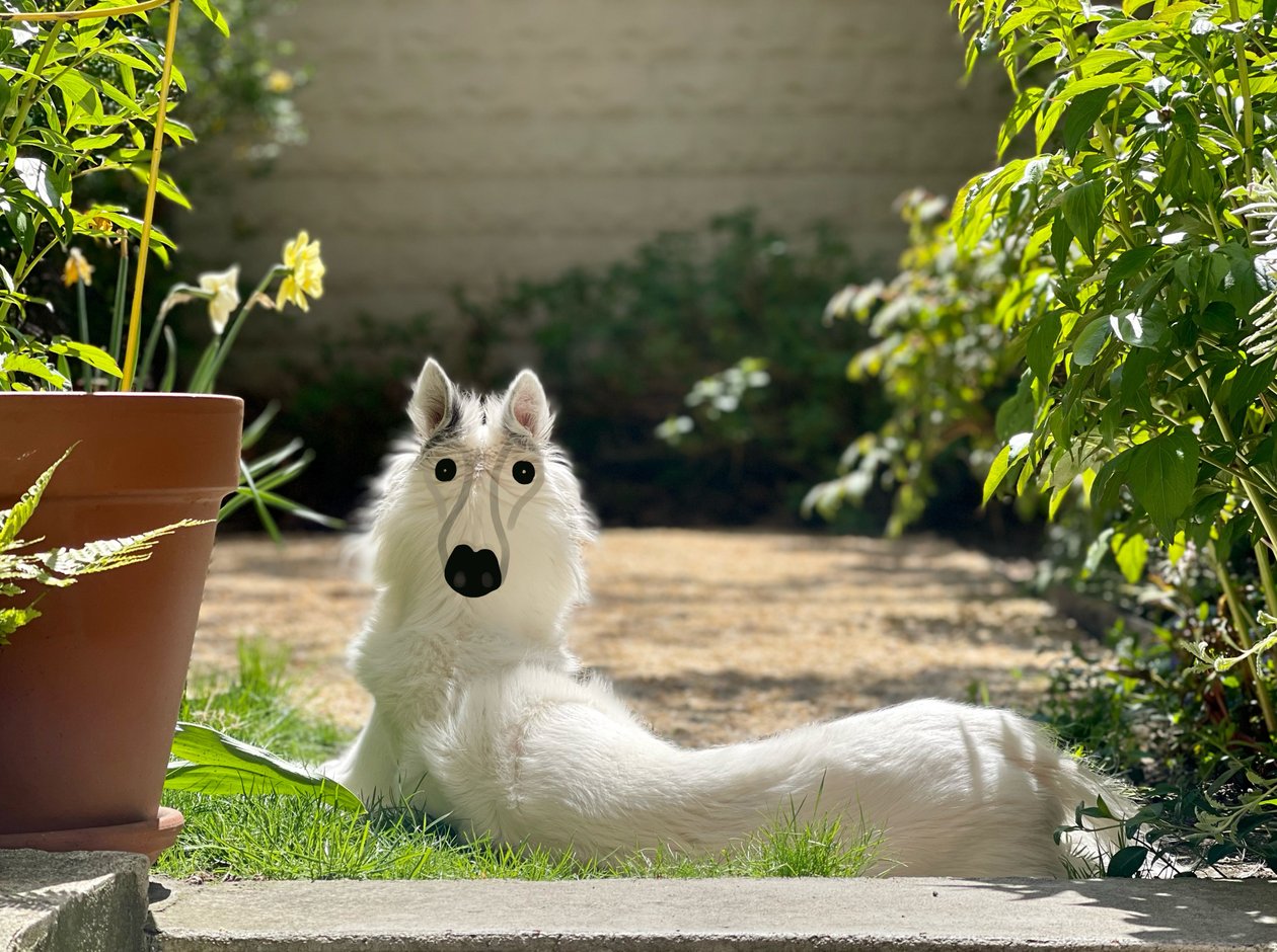 Backwards Dog Brooklyn (grafika cyfrowa) autorstwa Evan Sklar