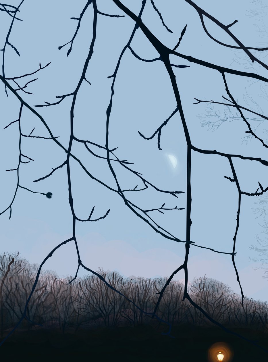 Gałęzie, świt, Prospect Park (grafika cyfrowa) autorstwa Evan Sklar