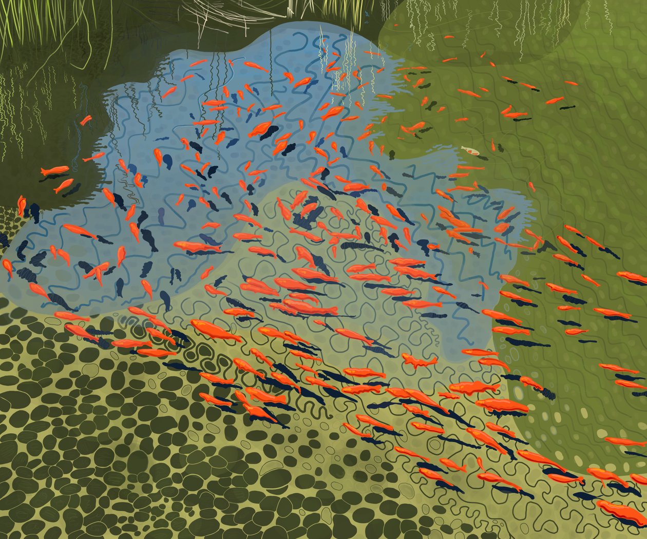 Staw Coy w ogrodzie botanicznym (grafika cyfrowa) autorstwa Evan Sklar