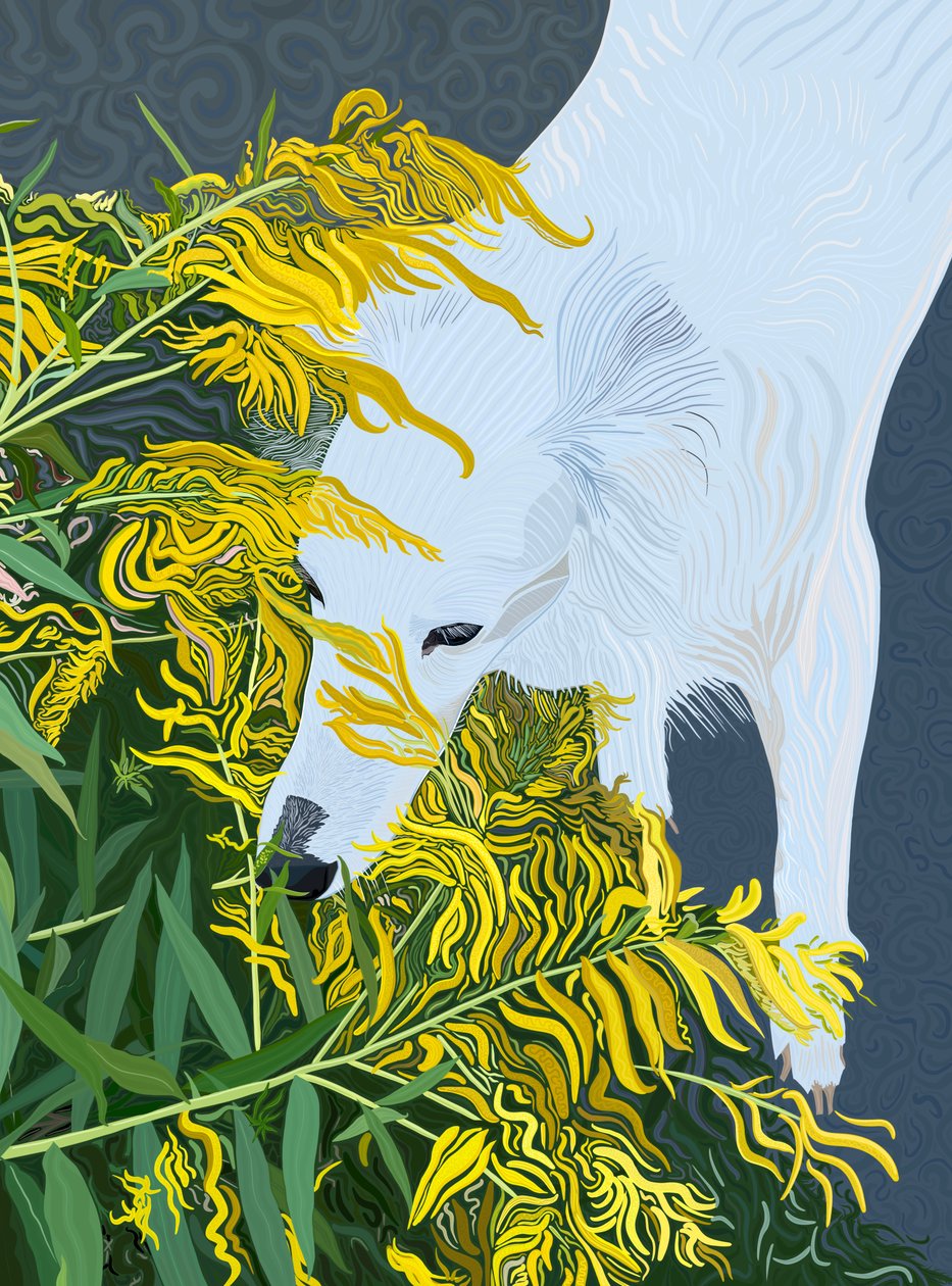 Goatdbeard White Dog i Goldenrod (grafika cyfrowa) autorstwa Evan Sklar