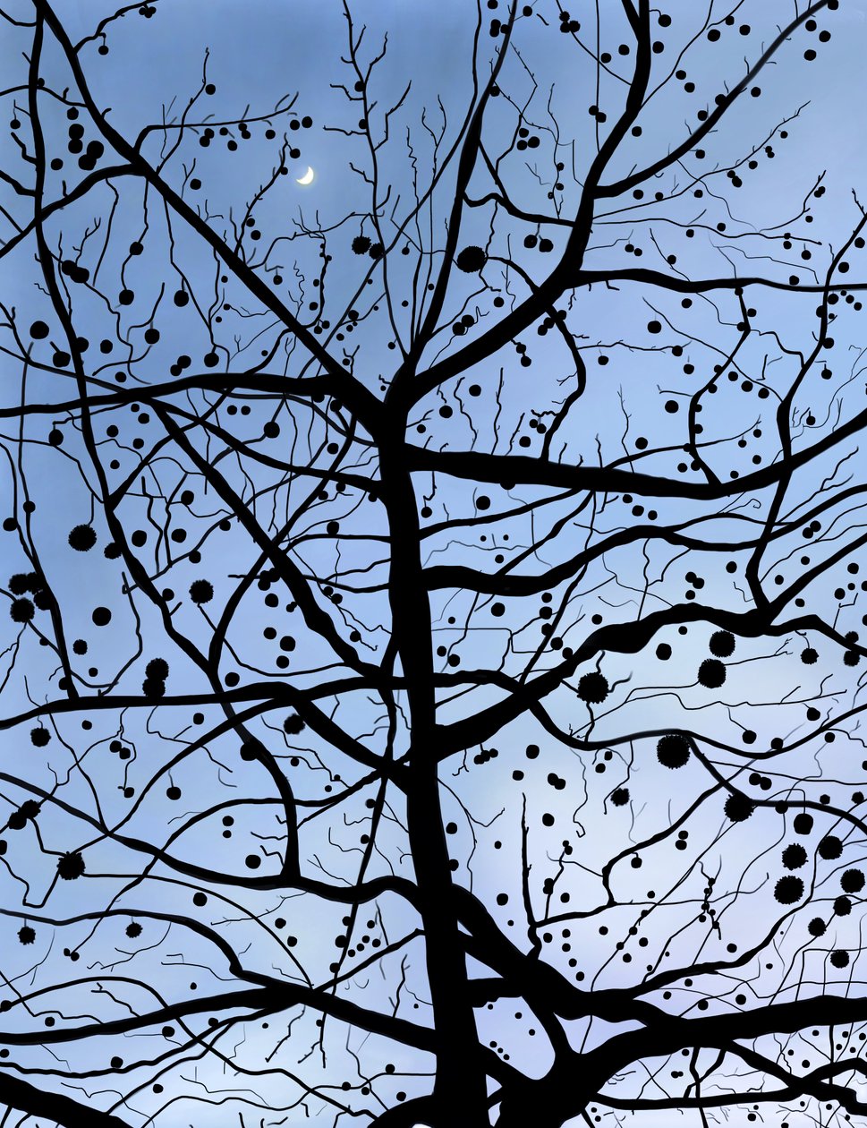 London PlaneTree and Moon, Brooklyn (grafika cyfrowa) autorstwa Evan Sklar