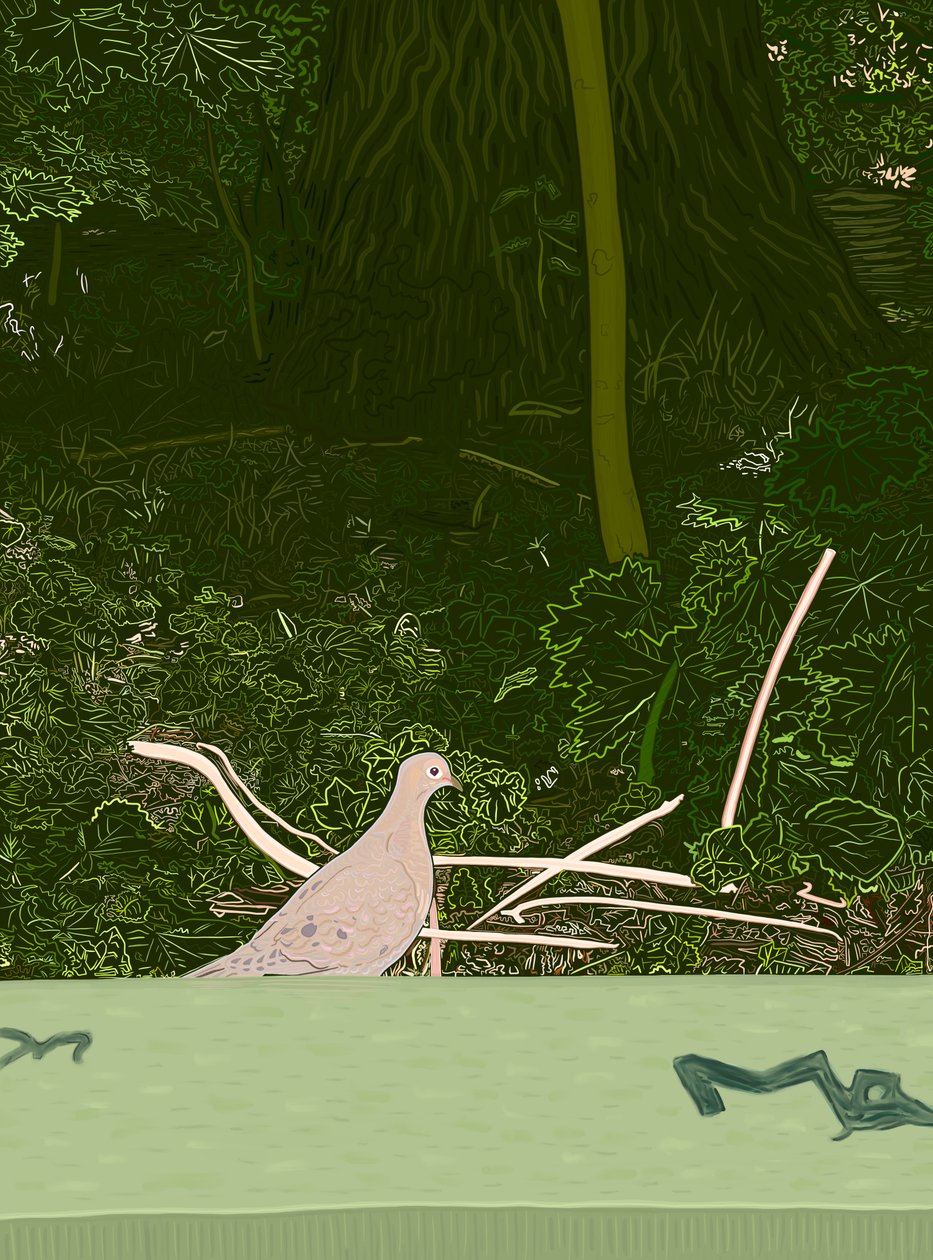 Gołąb żałobny na ścianie Prospect Park, ok. 2020-24 (grafika cyfrowa) autorstwa Evan Sklar