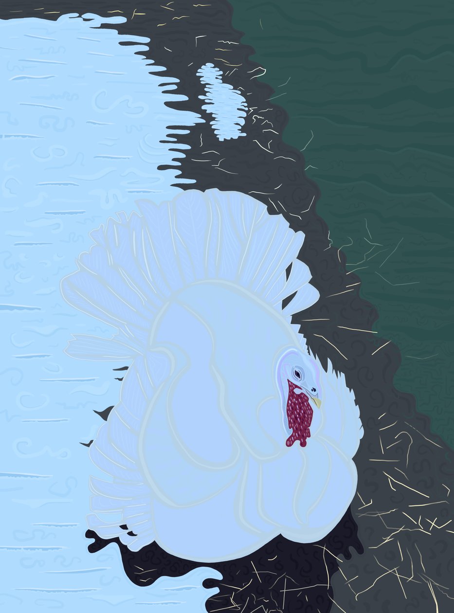 Biały indyk w śniegu na farmie. (digital art) autorstwa Evan Sklar