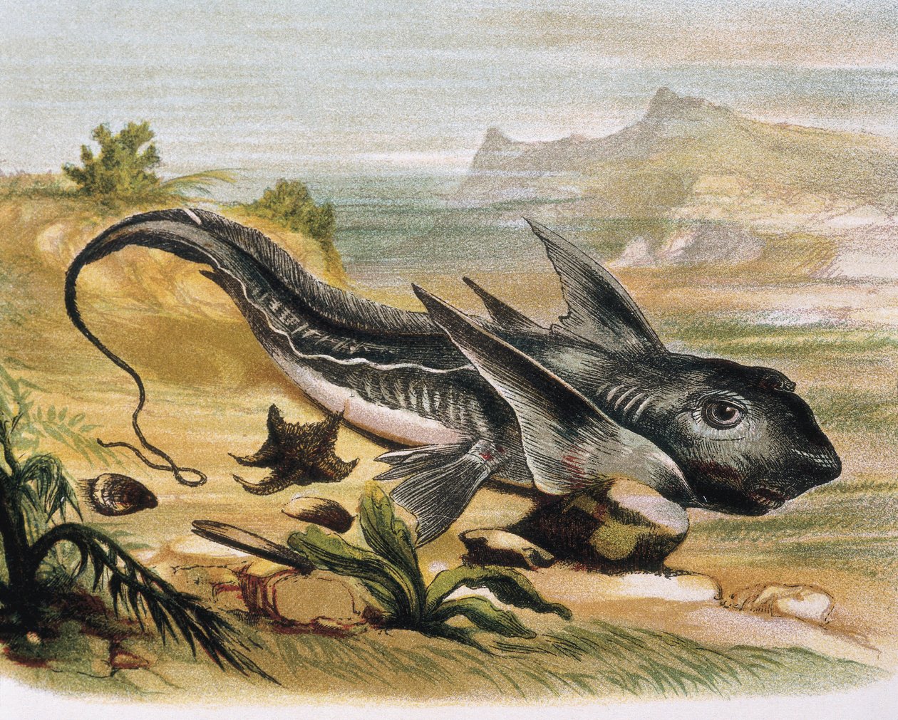 Chimaera (Chimaera arctica) Rycina według rysunku F.Padro. Grawerunek autorstwa F. (after) Padro