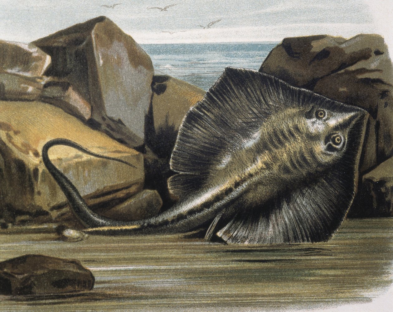 Płaszczka pospolita (Trygon pastinaca). autorstwa F. (after) Padro
