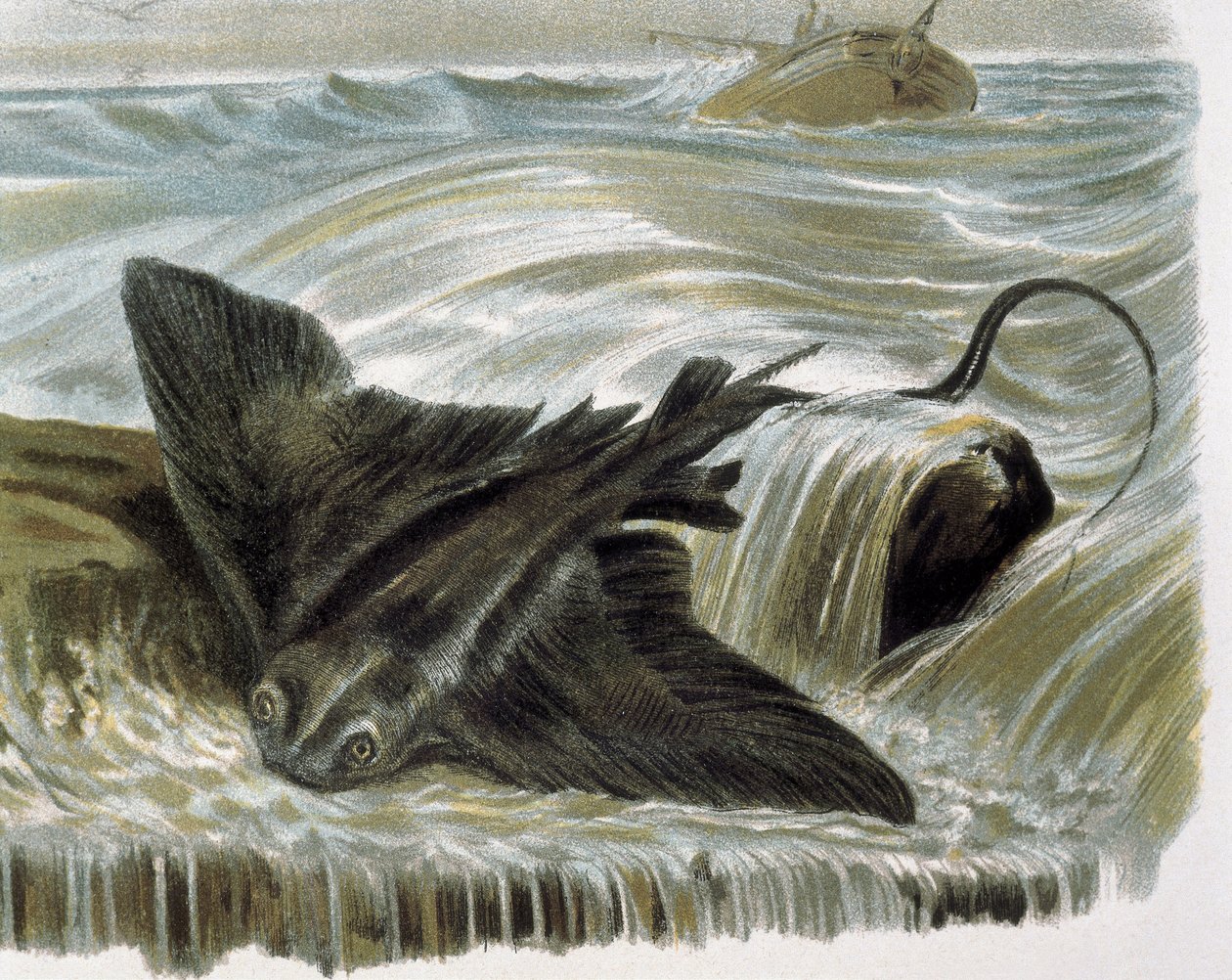 Promień orła (Myliobatis aguila) Grawerunek według rysunku F.Padro. Grawerunek autorstwa F. (after) Padro