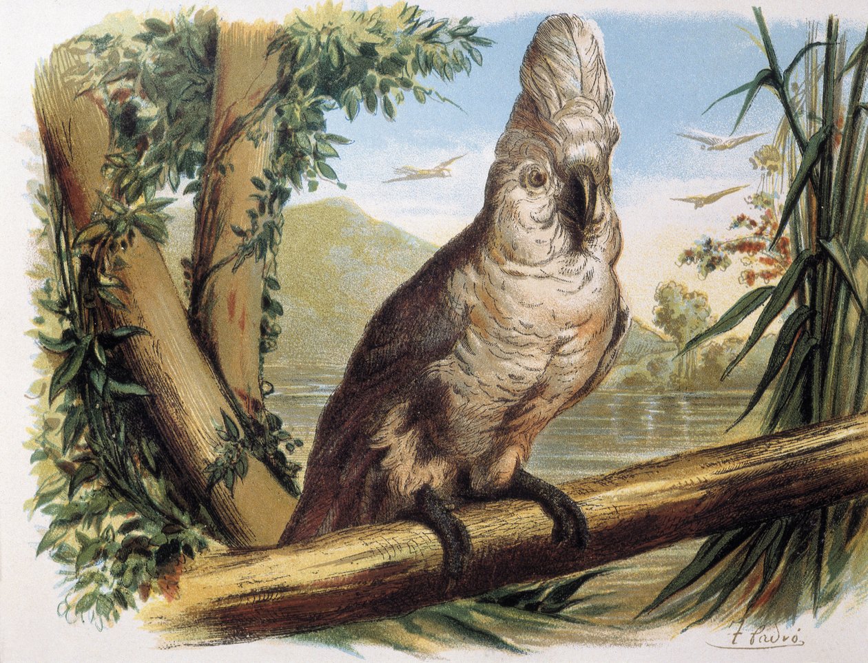 Kakadu biała. Rycina według rysunku F. Padro. autorstwa F. (after) Padro