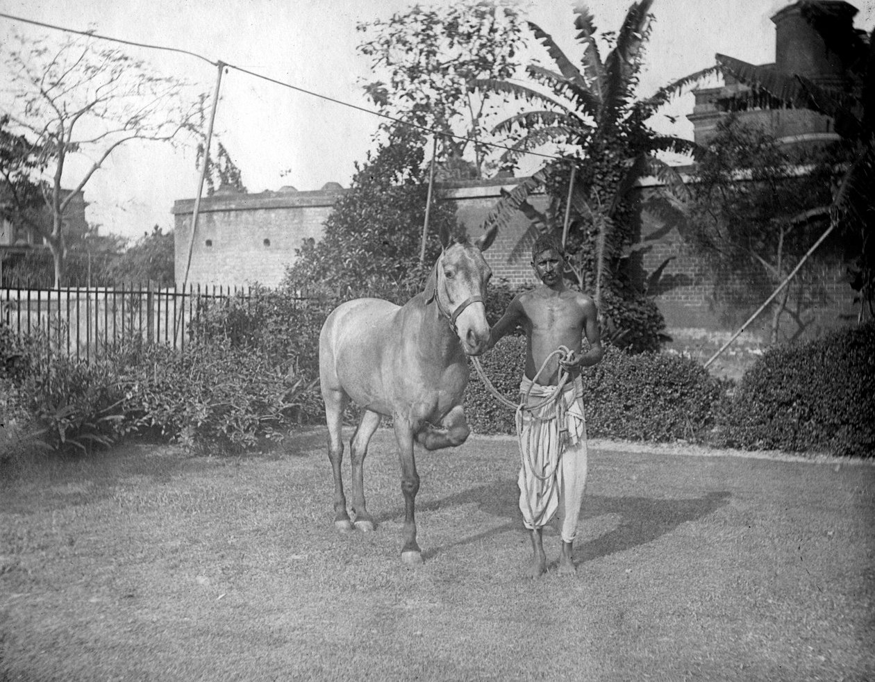 Mężczyzna z koniem, Alipore, Indie, 1905-1906 autorstwa F. L. Peters