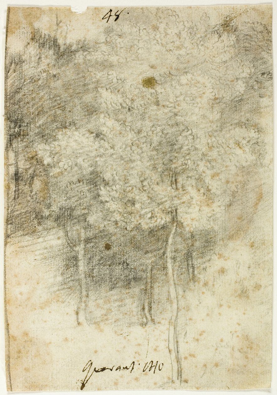 Gaj Drzew autorstwa Federico Barocci