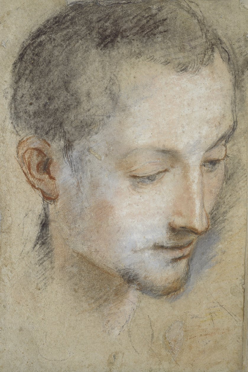 Studium głowy młodego mężczyzny (kreda czarna, czerwona i różowa na szarawym papierze) autorstwa Federico Barocci