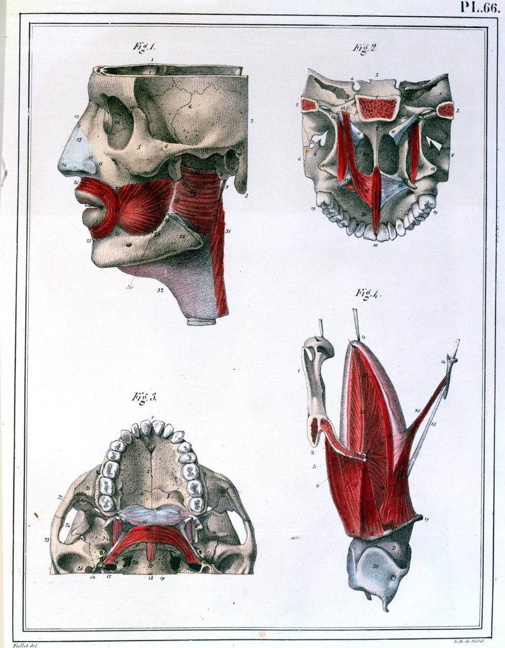 Anatomia gardła i szczęki, z „Manuel d