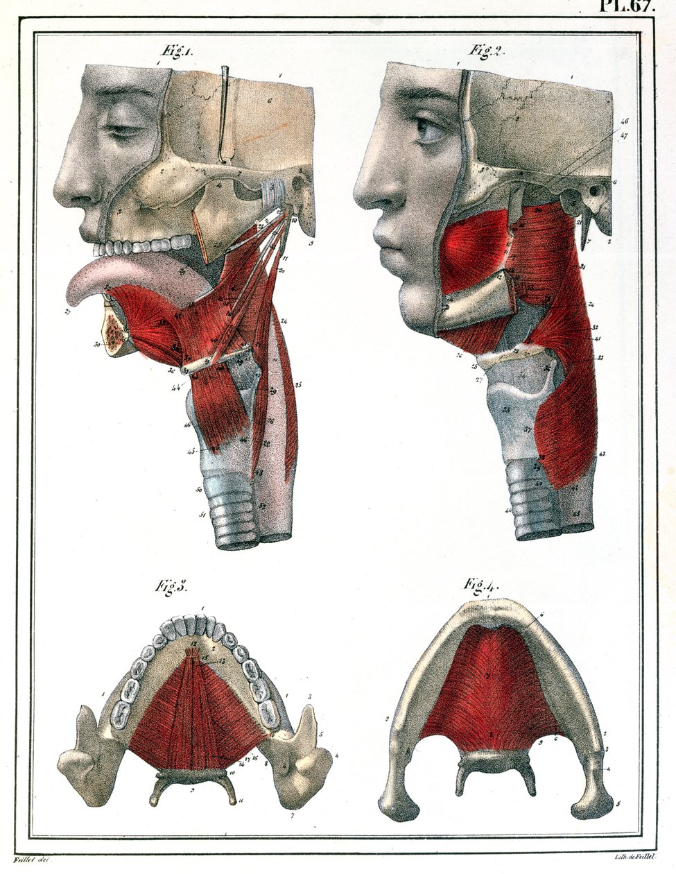 Anatomia gardła i szczęki, z „Manuel d