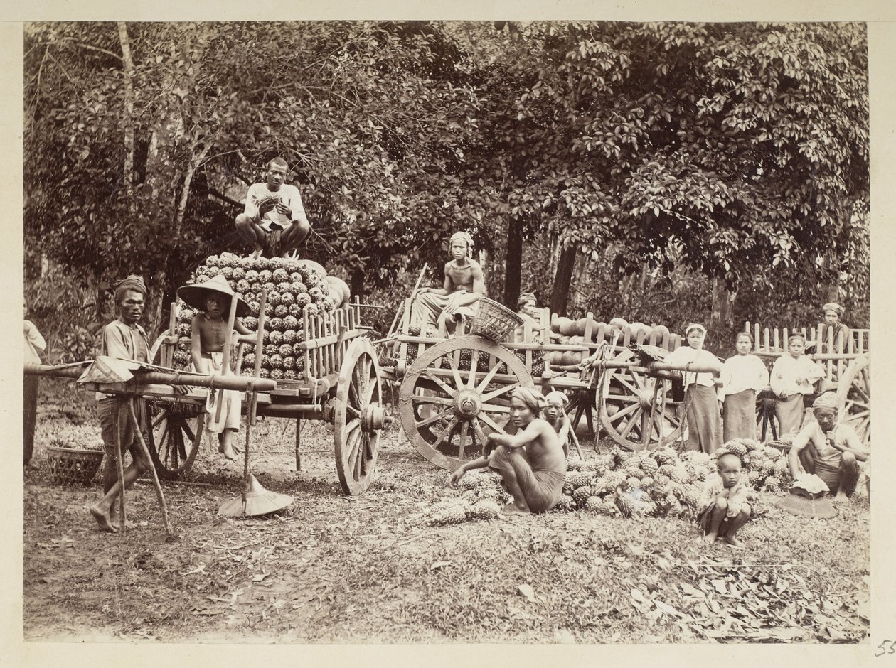Ładowanie zebranych ananasów na wózki, Birma, Elgin Collection: „Autumn Tour 1898” (zdjęcie czarno-białe) autorstwa Felice Beato