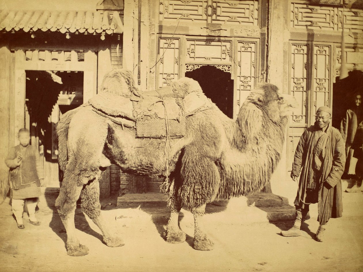 Wielbłąd dwugarbny z przewodnikiem, ok. 1860 (fotograwiura) autorstwa Felice Beato