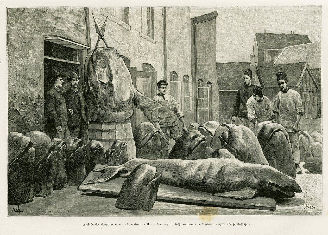 Przybycie martwych delfinów do domu pana Ostroma na Wyspie Torrents. Grawer Myrbacha ilustrujący historię Un mois dans l