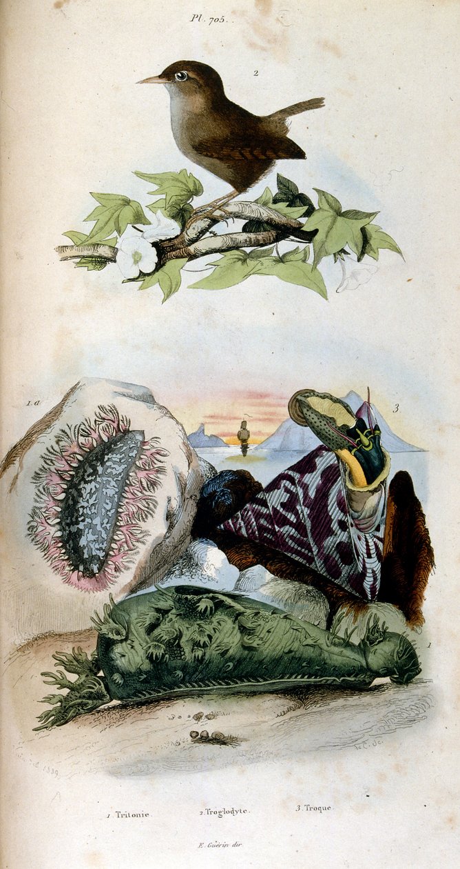 Ilustracja botaniczna i zoologiczna autorstwa F. E. Guerin. Z Dictionnaire pittoresque d