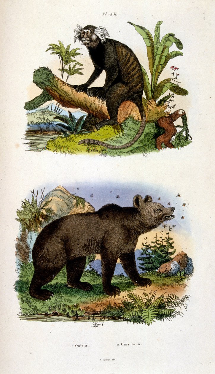 Ilustracja botaniczna i zoologiczna autorstwa F. E. Guerin. Z Dictionnaire pittoresque d