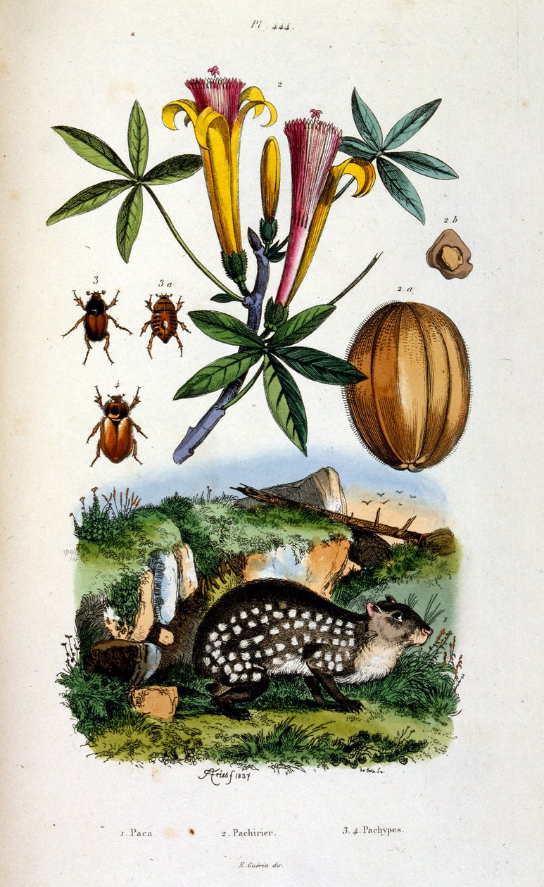 Ilustracja botaniczna i zoologiczna autorstwa F. E. Guerin. Z Dictionnaire pittoresque d