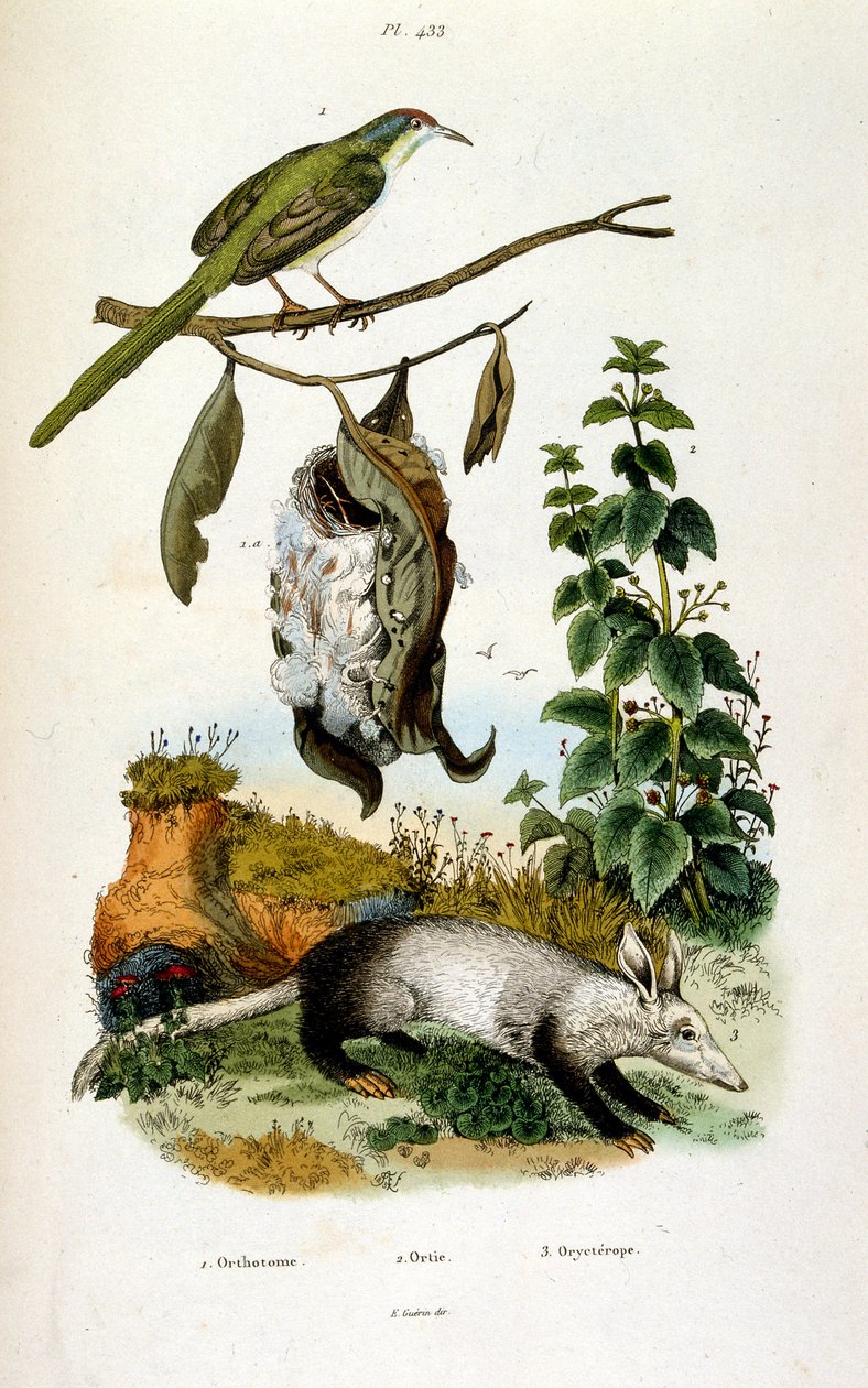 Ilustracja botaniczna i zoologiczna autorstwa F. E. Guerin. Z Dictionnaire pittoresque d