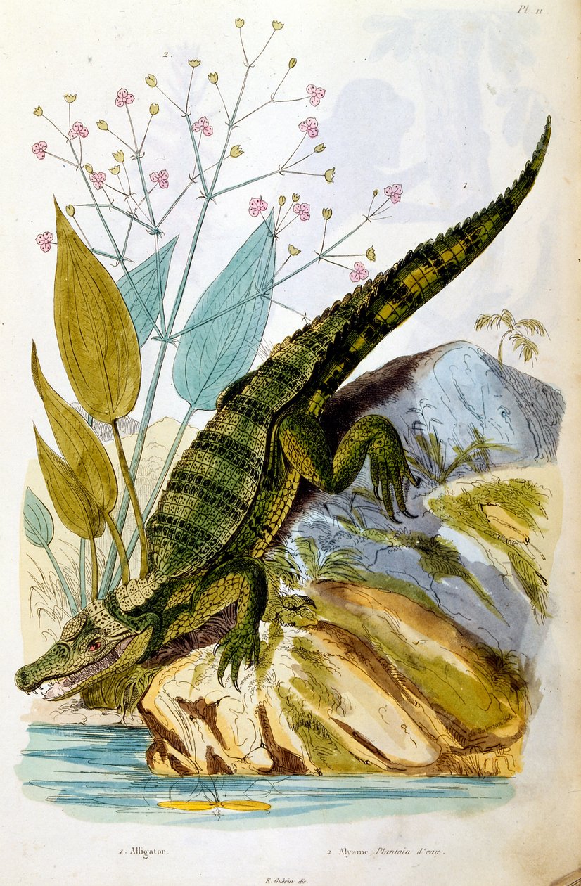 Ilustracja botaniczna i zoologiczna autorstwa F. E. Guerin. Z Dictionnaire pittoresque d