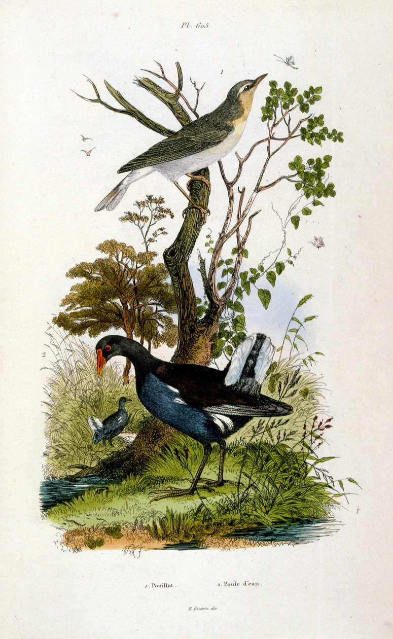 Ilustracja botaniczna i zoologiczna autorstwa F. E. Guerin. Z Dictionnaire pittoresque d