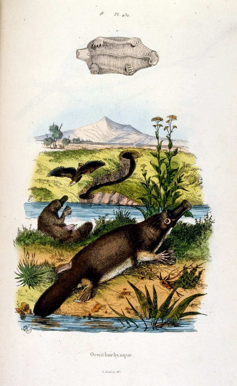 Ilustracja botaniczna i zoologiczna autorstwa F. E. Guerin. Z Dictionnaire pittoresque d