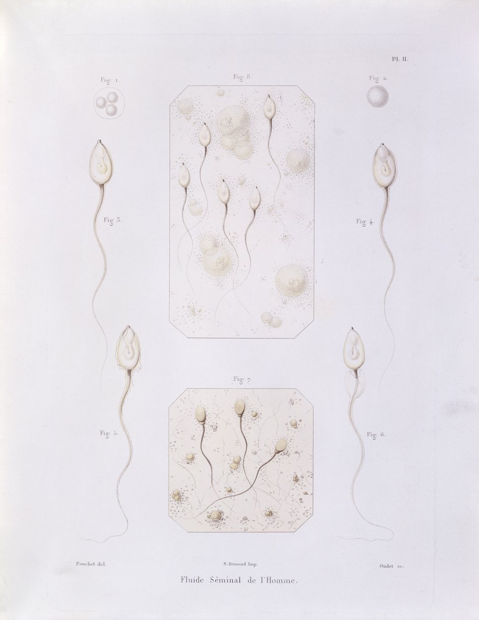 Płyn nasienny, z Theorie Positive de lOvulation Spontanee et de la Fecondation des Mammiferes et de lEspece Humaine autorstwa Felix-Archimede Pouchet (1800-72), ryty przez Oudeta, Paryż, 1847 (kolor eng. autorstwa Felix Archimede Pouchet