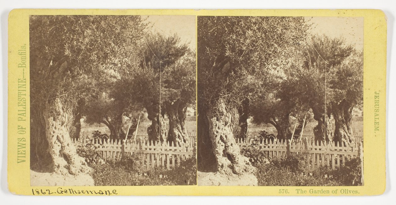 Der Garten der Oliven, Jerusalem, Nr. 576 aus der Serie "Ansichten von Palästina" autorstwa Félix Bonfils