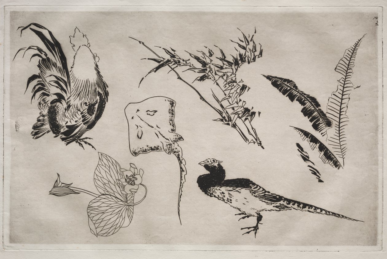 Serwis obiadowy (usługa Rousseau): Koguty, łyżwy, rośliny itp. (nr 9) autorstwa Felix Bracquemond