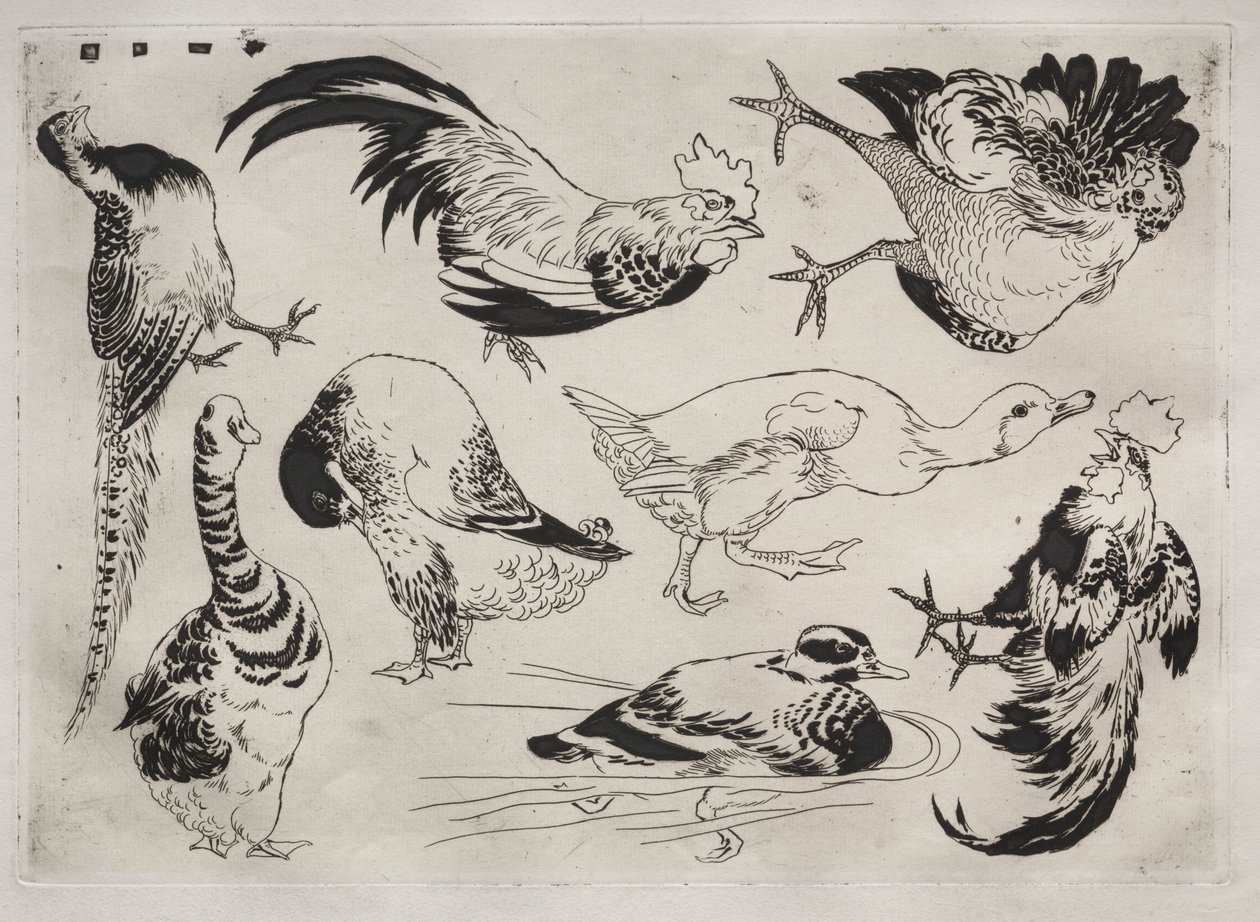 Serwis obiadowy Serwis Rousseau: Koguty, kaczki itp. nr. 13, 1866. autorstwa Felix Bracquemond