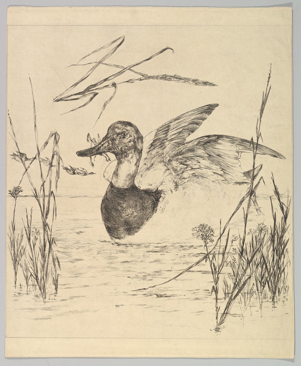 Kaczka, 1850-1914. autorstwa Felix Bracquemond