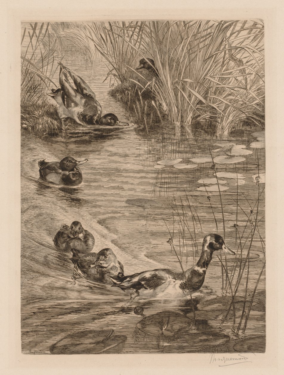 Bawiące się kaczki, ok. 1870. autorstwa Felix Bracquemond