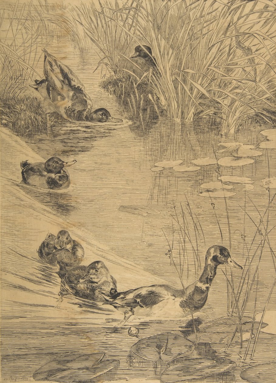 Igraszki kaczki, 1850-1914. autorstwa Felix Bracquemond
