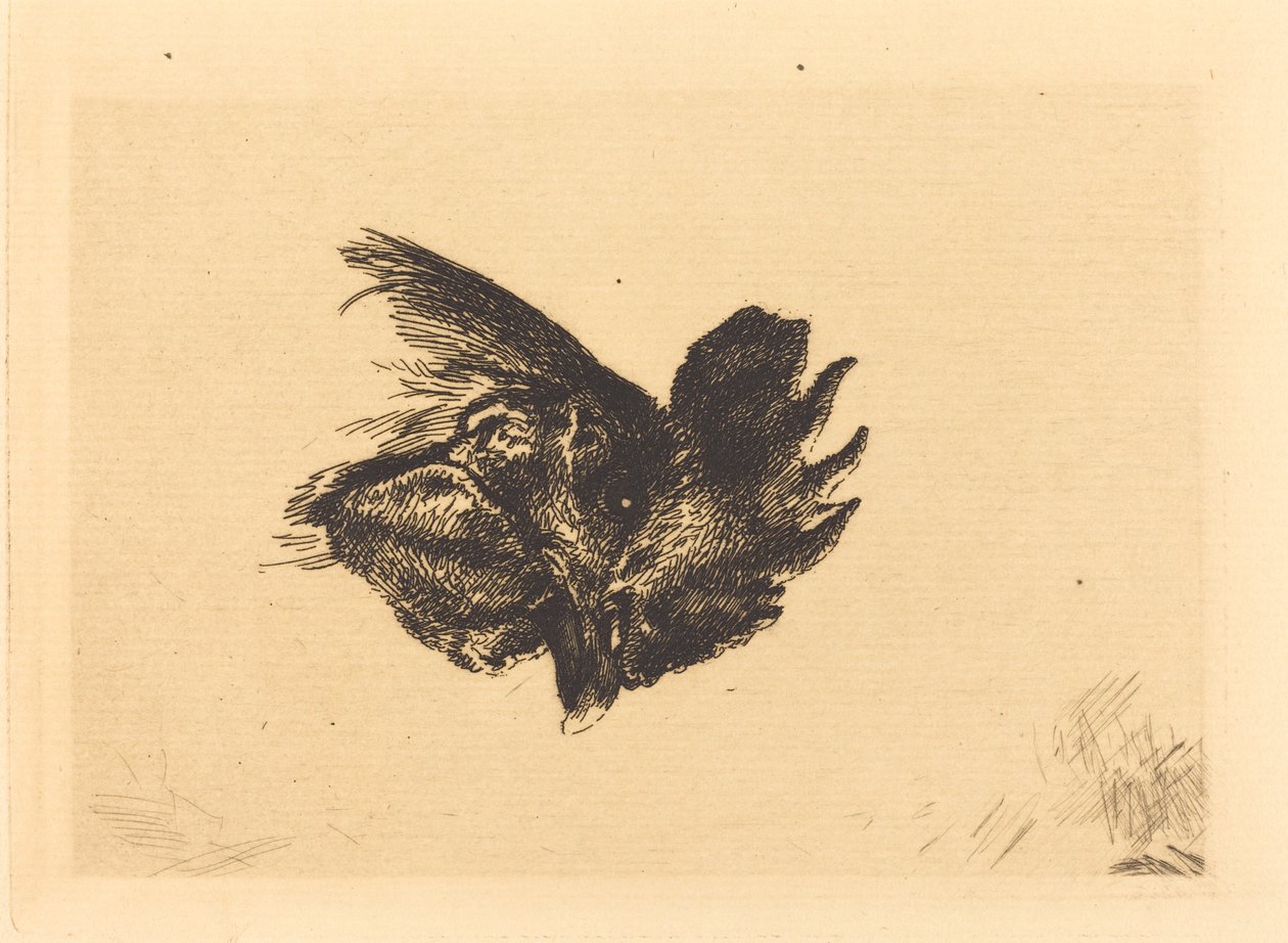 Głowa Koguta autorstwa Felix Bracquemond
