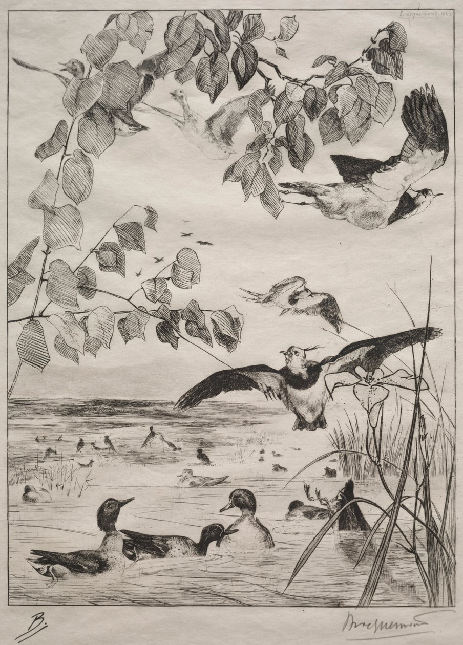 Czajki i Cyraneczki, 1862. autorstwa Felix Bracquemond