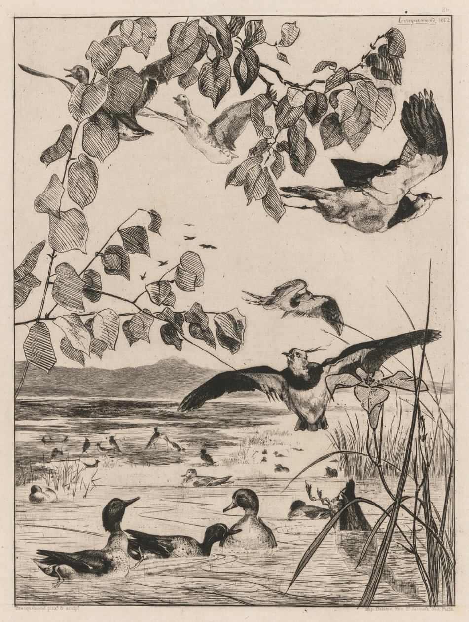 Czajki i Cyraneczki, 1862. autorstwa Felix Bracquemond