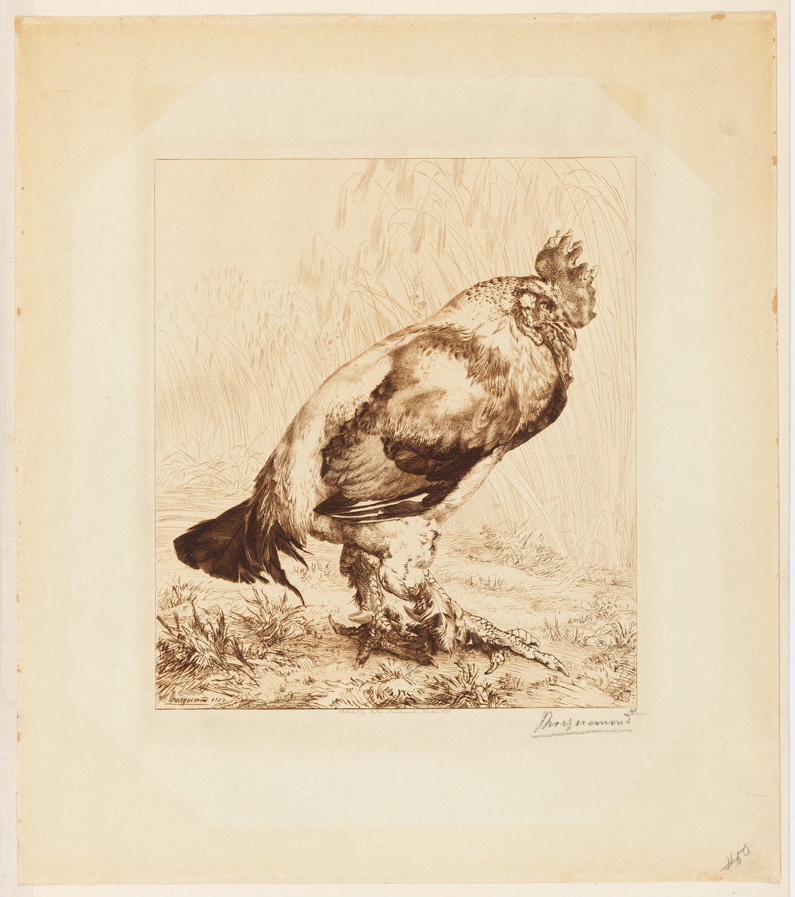 Stary kogut autorstwa Felix Bracquemond