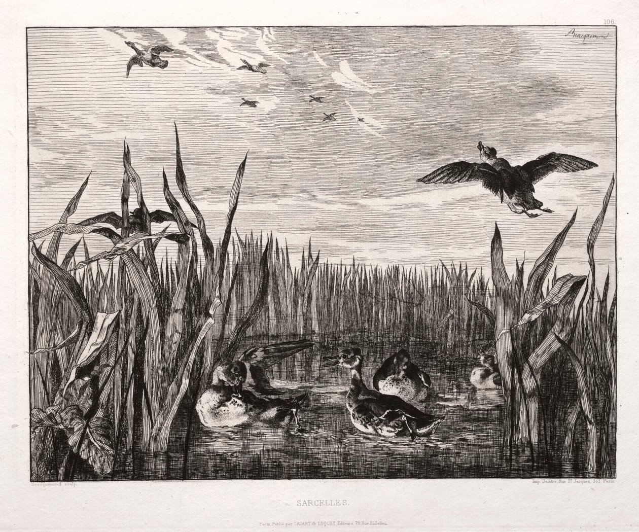 Cyraneczki, 1853 wydrukowane 1864. autorstwa Felix Bracquemond