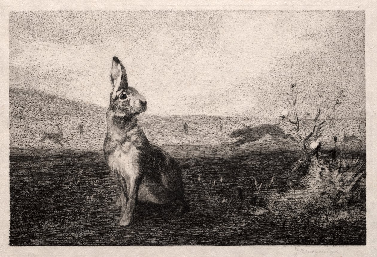 Zając (według A. de Balleroy) autorstwa Felix Bracquemond