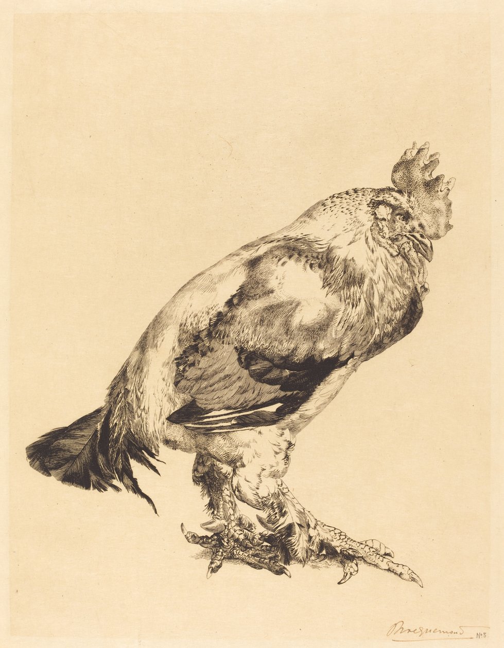 Stary Kutas autorstwa Felix Bracquemond