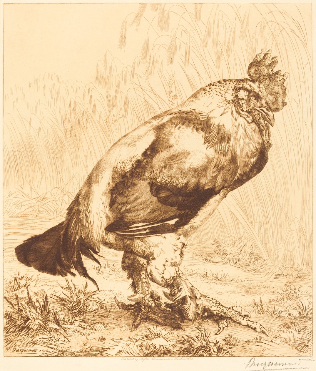 Stary Kutas autorstwa Felix Bracquemond