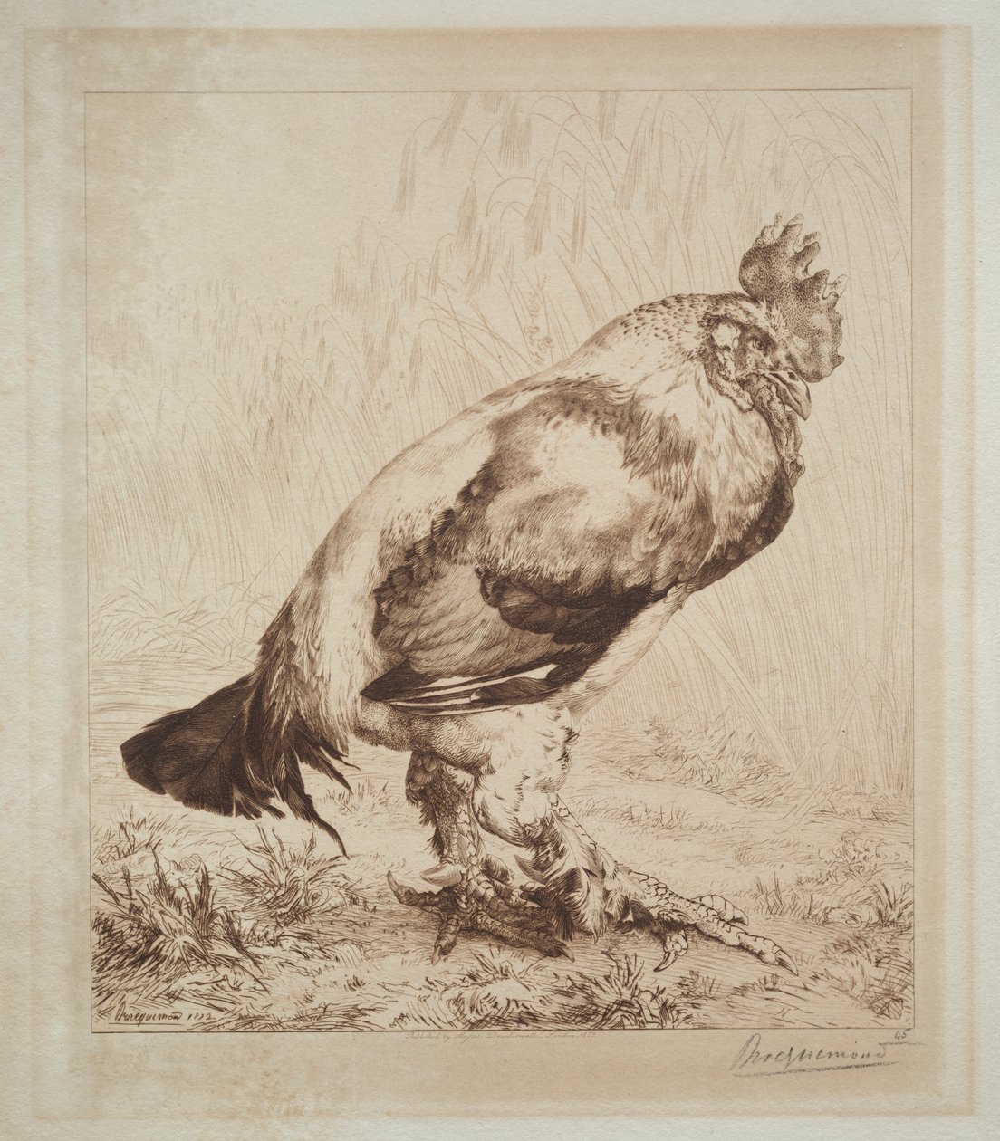 Stary Kutas autorstwa Felix Bracquemond