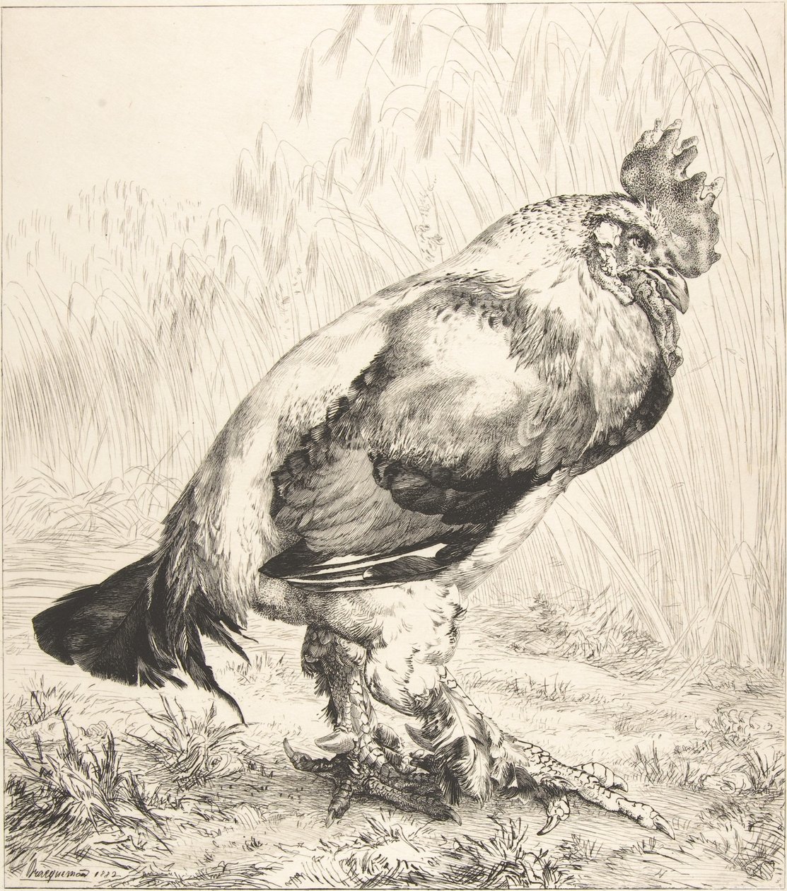 Stary kogut, 1882. autorstwa Felix Bracquemond