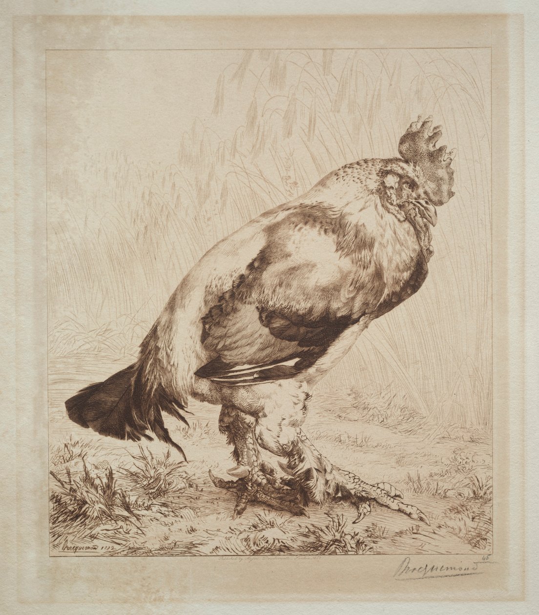 Stary kogut, 1882. autorstwa Felix Bracquemond