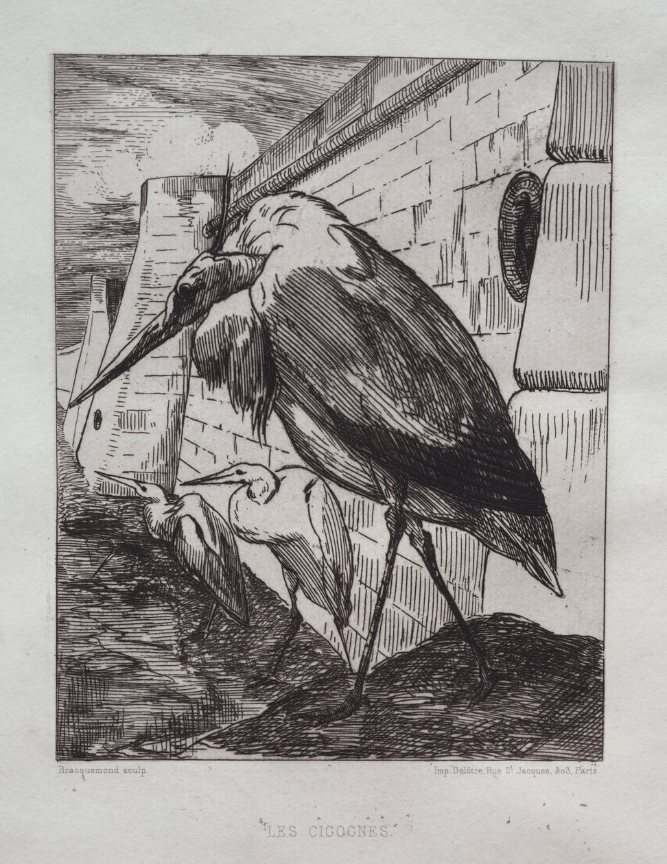 Bociany, 1865. autorstwa Felix Bracquemond