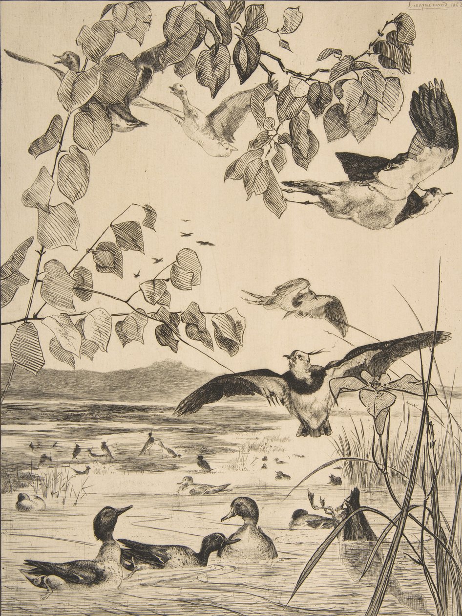 Czajki i Sarcelles, 1862. autorstwa Felix Bracquemond