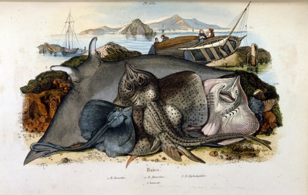 Ilustracja ryby Manta Ray. (chromolitografia z Malowniczego słownika historii naturalnej i zjawisk naturalnych autorstwa Felixa-Edouarda Guerin autorstwa Felix Edouard Guerin