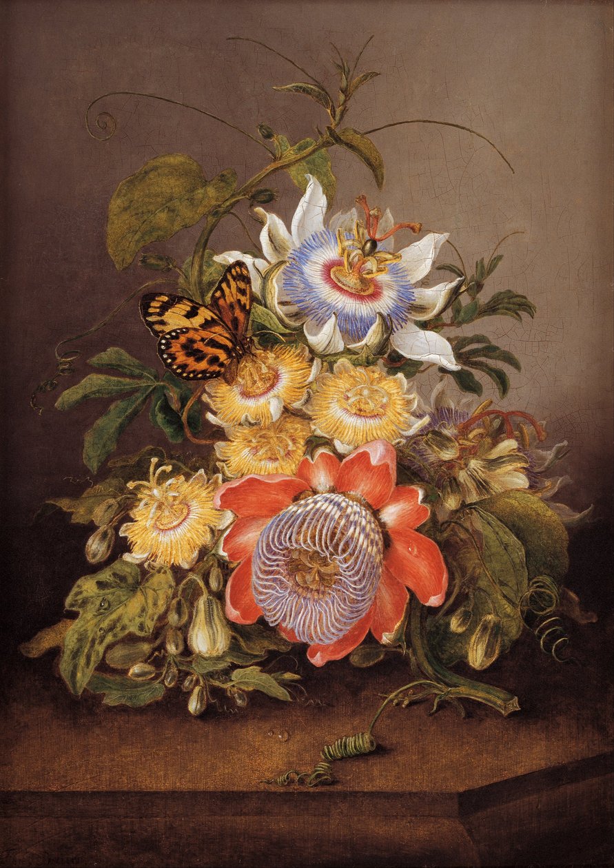 Passionflowers autorstwa Ferdinand Bauer