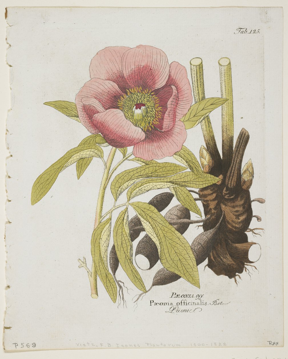 Paeonii, z Ikon Roślin z Techniki Medyczno-Ekonomicznej z Opisem Ich Owoców i Zastosowań, 1804 (ręcznie kolorowane grawerowanie) autorstwa Ferdinand Bernhard Vietz